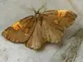 Angerona prunaria   (Linnaeus, 1758)  type brun