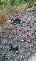 Gloire de Nuremberg au parc Terra Botanica à Angers.