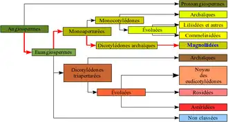 "Représentation graphique de la classification phylogénétique"