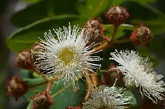Description de l'image Angophora hispida DSC 7157 (11023015645).jpg.