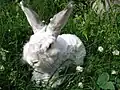 Lapin dont le poil est irrégulièrement coupé court sur le corps et le dessus de la tête