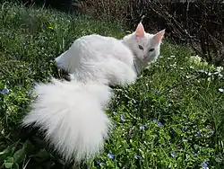 Un angora turc blanc.
