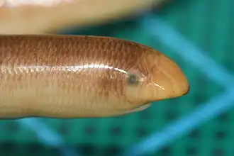 Description de l'image Anilios bituberculatus Currawinya NP 4.jpg.