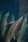 Groupe de Grands Dauphins photographiés depuis la surface.
