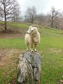 Chèvre angora
