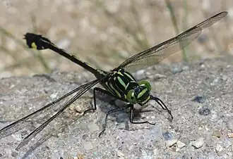 Description de l'image Anisogomphus maacki s3.jpg.