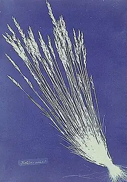 Un cyanotype d'Anna Atkins, photogramme réalisé avec des brins de fétuque en 1854.