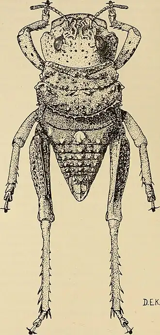 Description de l'image Annals of the South African Museum - Annale van die Suid-Afrikaanse Museum (1929) (17792863714).jpg.