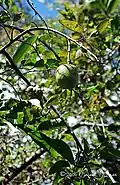 Fruit.