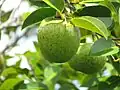 Fruit.