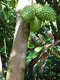 Fruits sur l'arbre