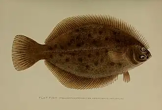 Pseudopleuronectes americanus.