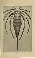 Stylonurus excelsior (Stylonuridae)
