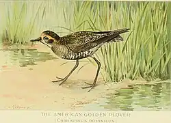 Dessin d'un oiseau au bord de l'eau, avec de la végétation autour de lui, et la légende The American Golden Plover, Charadrius dominicus.