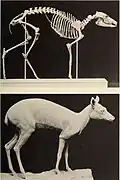 Reconstitution d'un Leptomeryx, un Hypertragulidae
