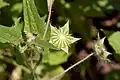 Jeune fruit