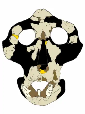 Description de l'image Anoiapithecus brevirostris.png.