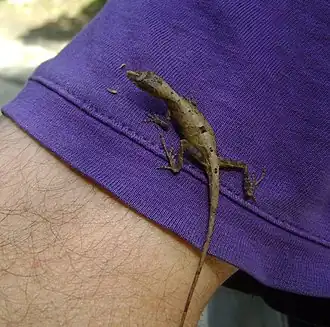 Description de l'image Anolis Alutaceus female.JPG.