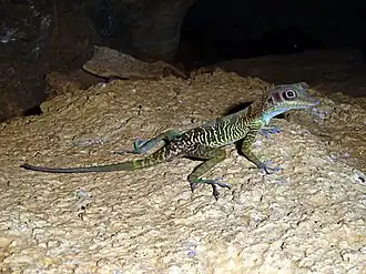 Description de l'image Anolis bartschi.jpg.