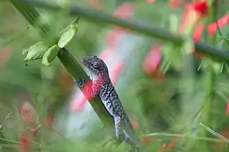 Description de l'image Anolis bonairensis.jpg.
