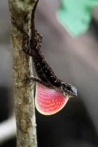 Description de l'image Anolis immaculogularis.jpg.