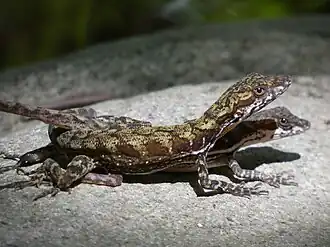 Description de l'image Anolis lionotus.jpg.