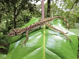 Description de l'image Anolis maculiventris 60681500.jpg.