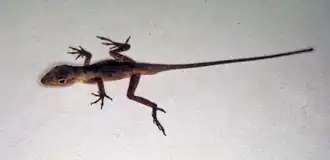 Description de l'image Anolis milleri.png.