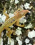 Anolis oculatus cabritensis