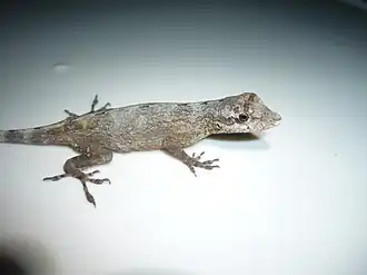 Description de l'image Anolis ortonii Peru 01.JPG.