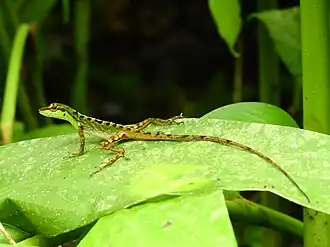 Description de l'image Anolis ventrimaculatus 96377461.jpg.