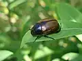 Imago d’Anomala dubia.