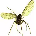 F.-E. Raynal évoque les peines que font endurer aux naufragés les insectes de l'archipel, en particulier les mouches noires ; Anomalomyia&nbsp;(en) guttata, de l'île Adams.