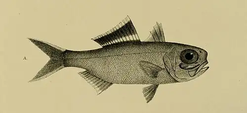 Anomalops katoptron