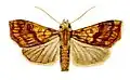 Anomis flava(Scoliopteryginae, Anomini)