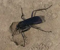 Anoplius.
