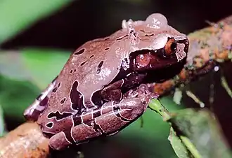 Description de l'image Anotheca spinosa02.jpg.
