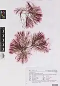 Anotrichium crinitum, planche d’herbier