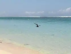 Un Noddi brun (Anous stolidus)