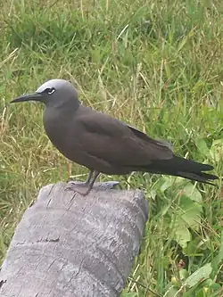 Oiseau posé