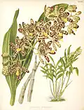 Illustration de B.S. Williams, R. Warner The Orchid Album (1889)