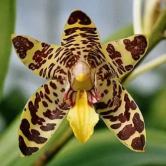 Description de l'image Ansellia gigantea nilotica.jpg.