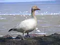 Oie blanche (Chen caerulescens)