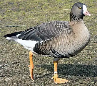 La rare Oie naine hiverne à Bislicher Insel.