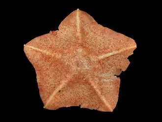 Anseropoda placenta