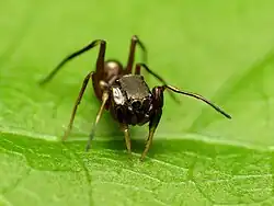 Peckhamia wesolowskae Sur une feuille
