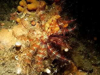 Antedon petasus