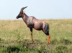 Réserve nationale du Masai Mara, Kenya (D. jimela ?)