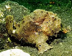 Antennarius pictus
