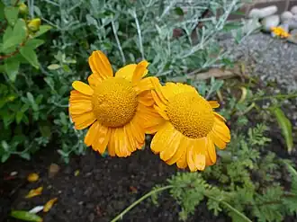 Description de l'image Anthemis sancti-johannis.jpg.